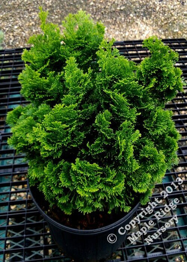 Chamaecyparis obtusa 'Templehof' - mapleridgenursery